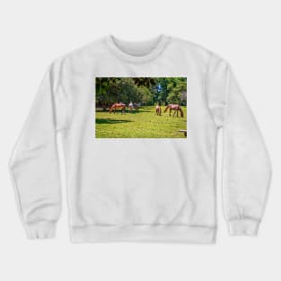 Wild Horses at Cumberland Island National Seashore Crewneck Sweatshirt